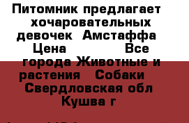 Питомник предлагает 2-хочаровательных девочек  Амстаффа › Цена ­ 25 000 - Все города Животные и растения » Собаки   . Свердловская обл.,Кушва г.